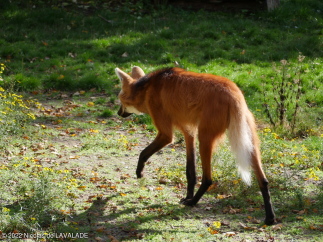 1090920-wm.jpg