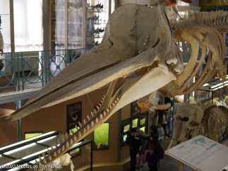 P1010653-wm.jpg