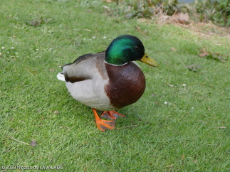 P1040533-wm.jpg